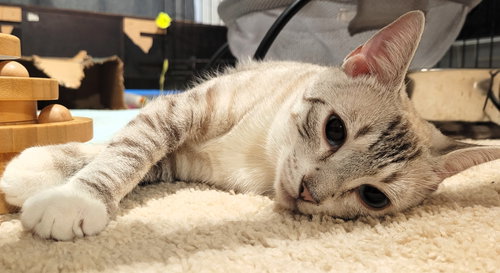 Lagetha, a cat for adoption from Street Paws