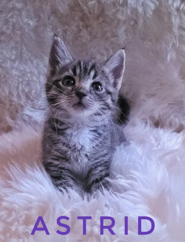 Astrid image 3