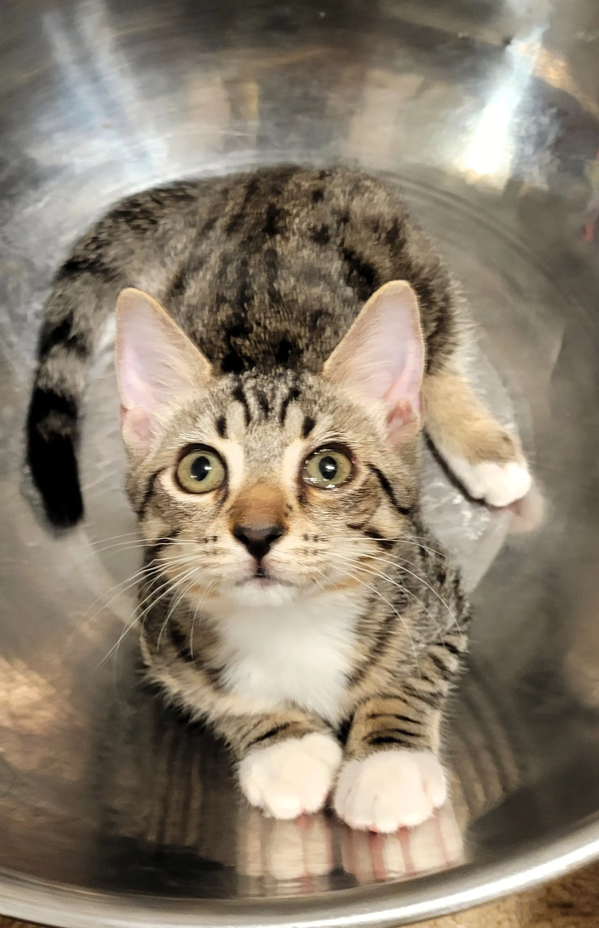 Astrid - Tabby