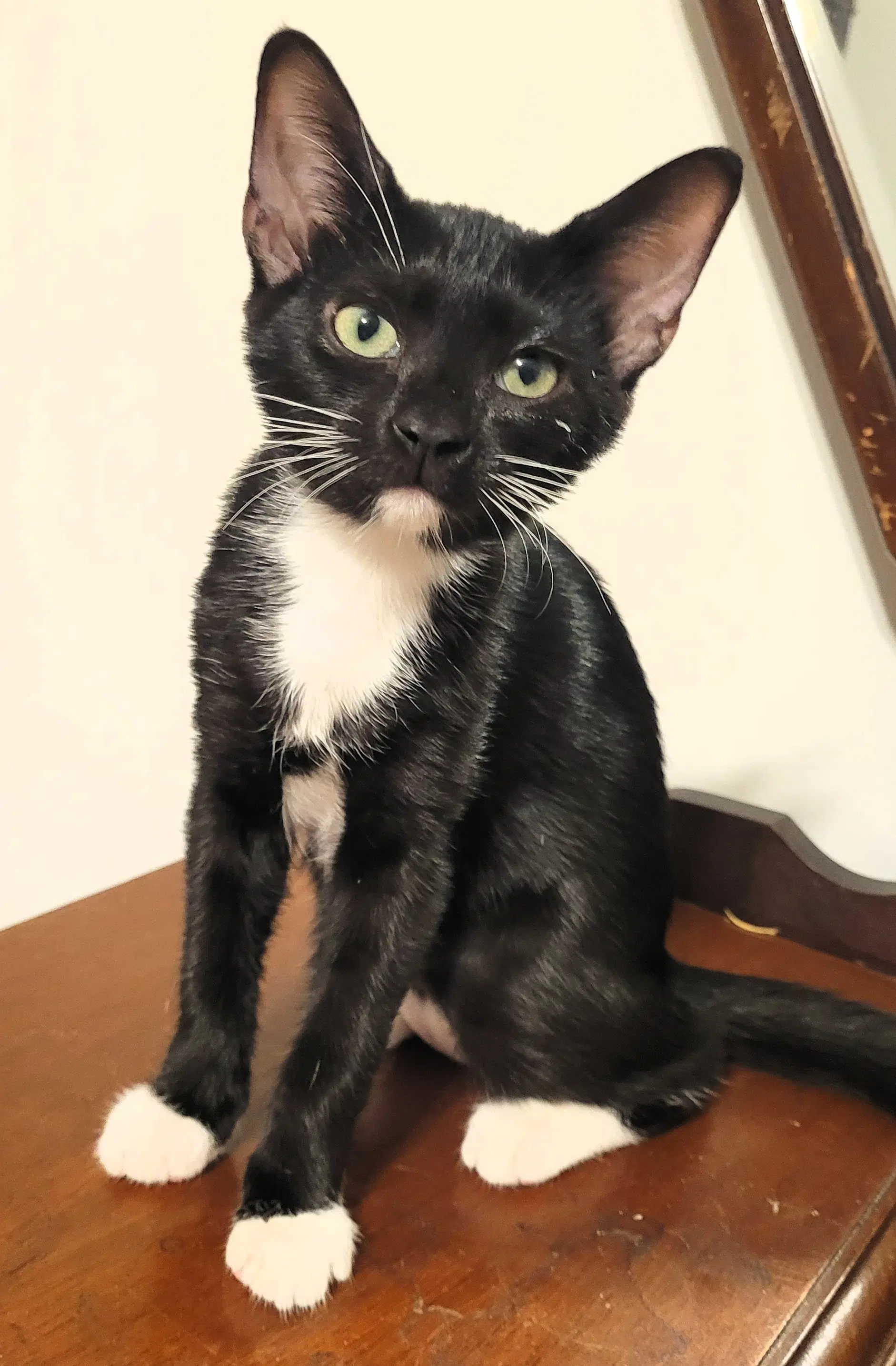 Kara - Domestic Short Hair