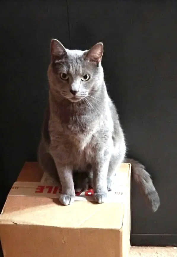 Colt - Domestic Short Hair
