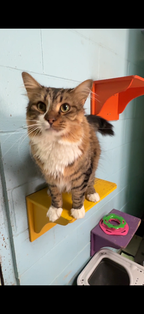 Cheshire, an adoptable Maine Coon in Locust Grove, GA