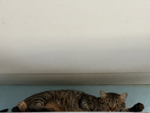 Hawk, an adoptable Tabby in Locust Grove, GA