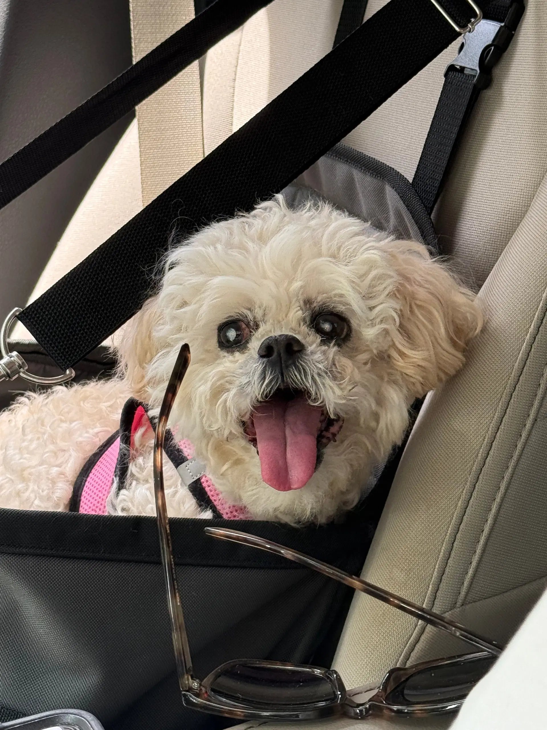Roxanne Cchs - Shih Tzu