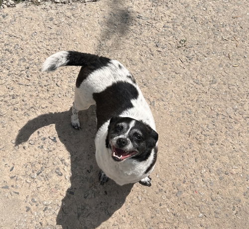Bella