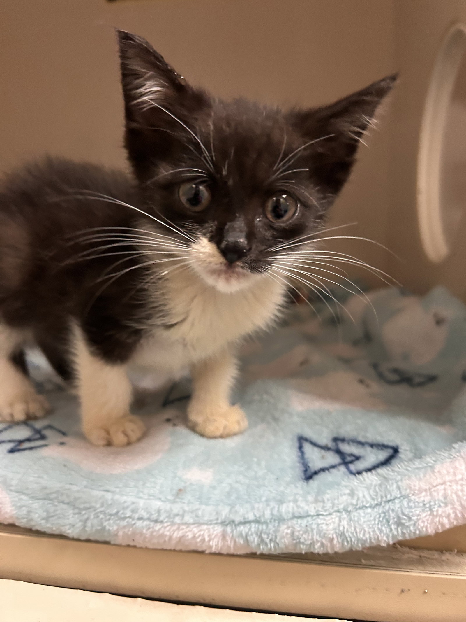 Sylvester, Domestic Short Hair
