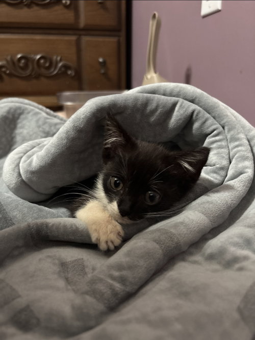 Photo 4 of Sylvester