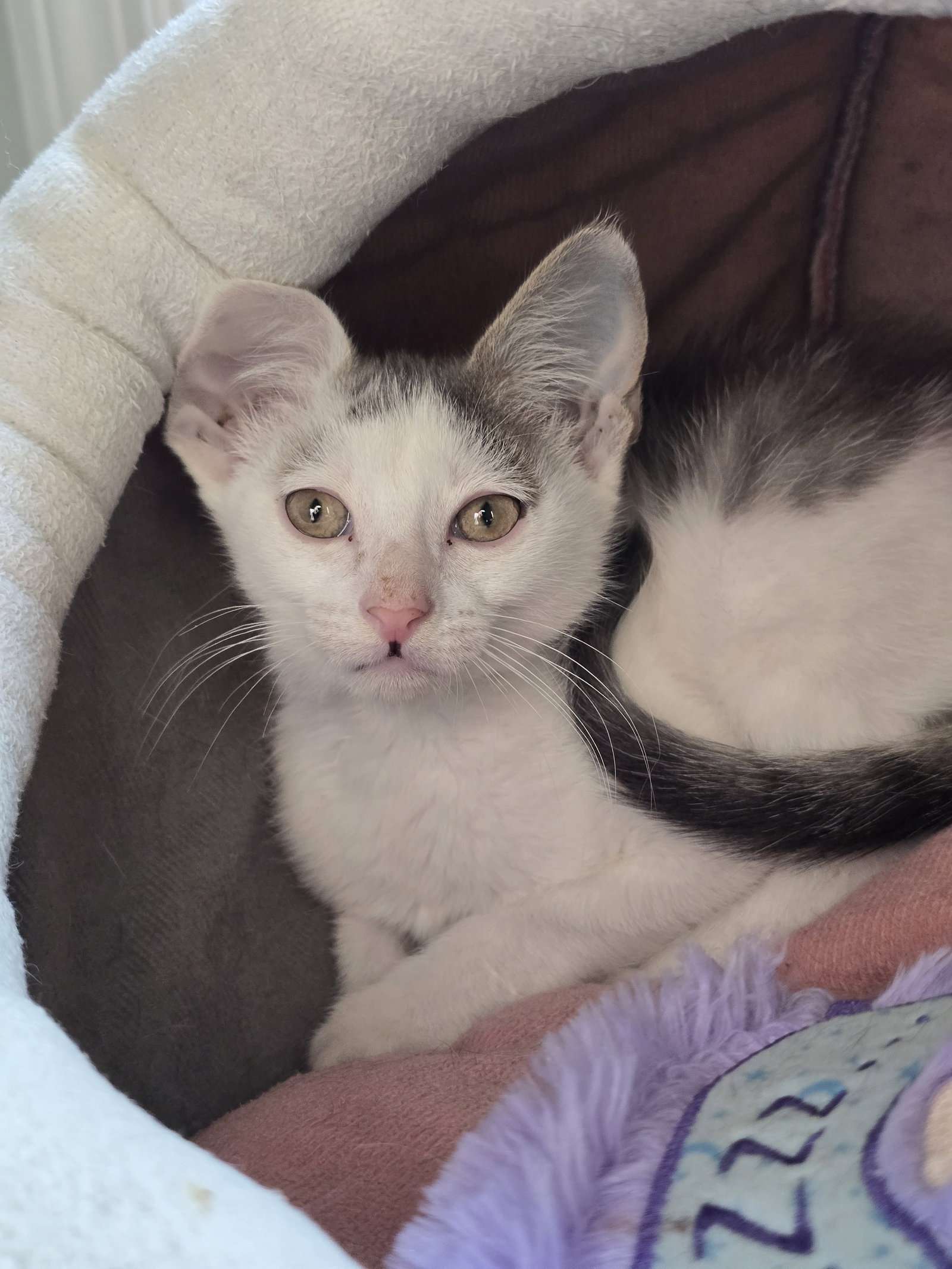 Forest, Domestic Short Hair
