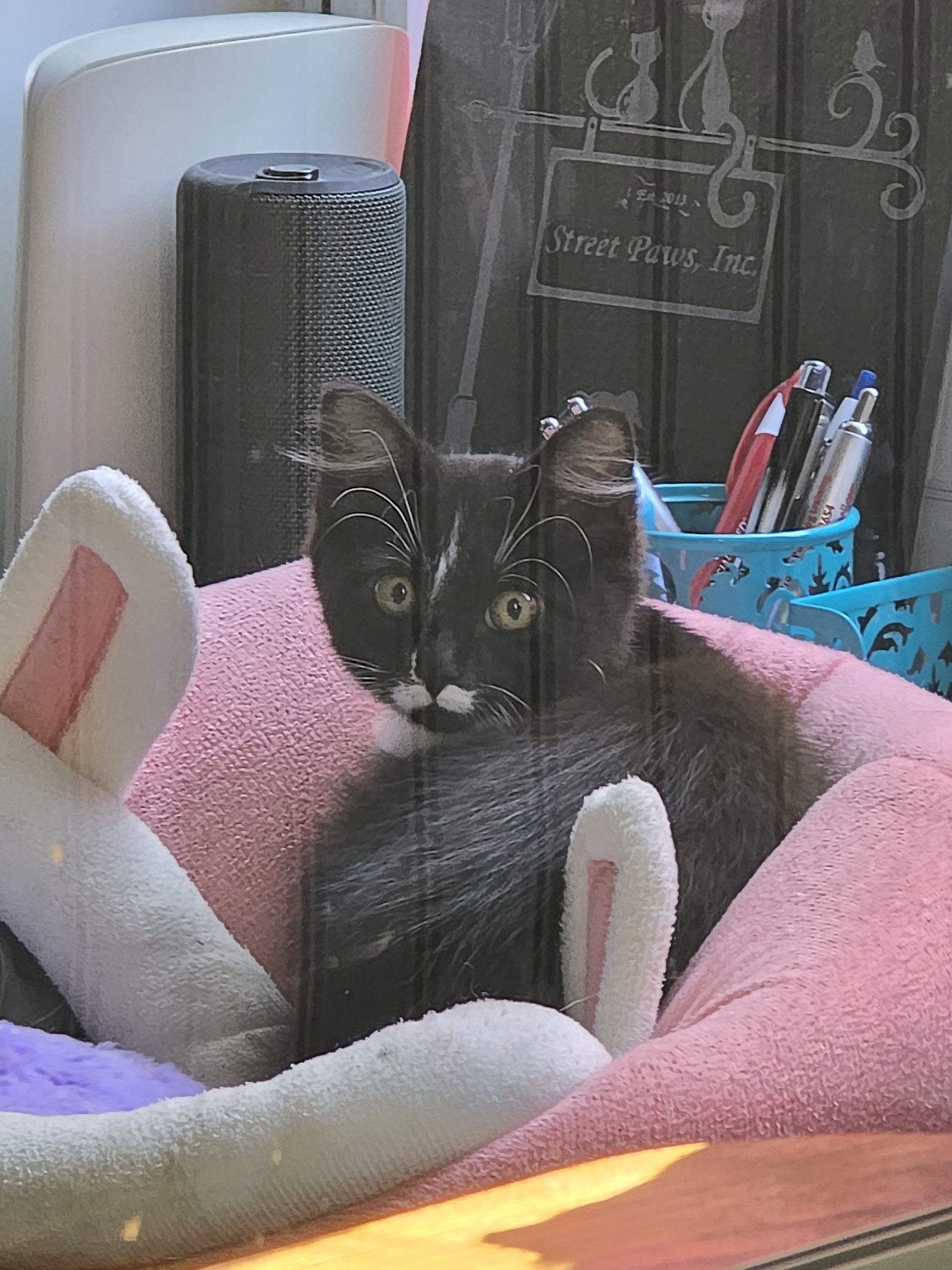 Amelia, photo 3