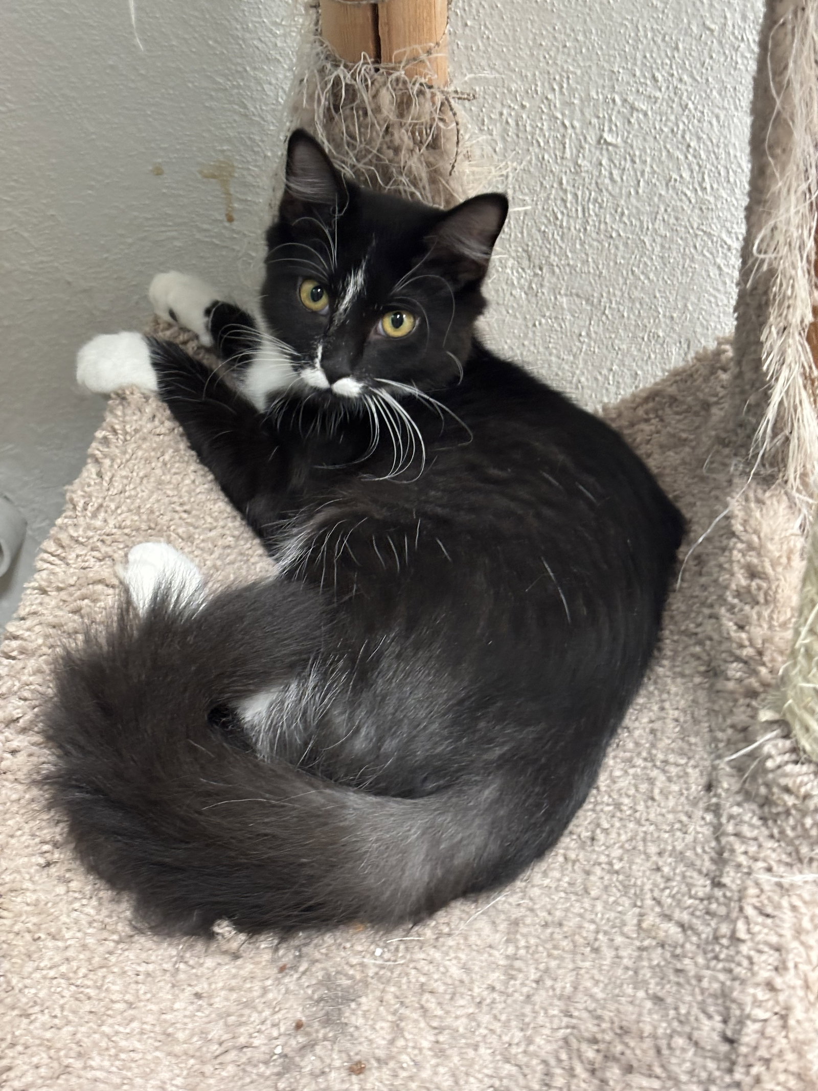 Amelia, Domestic Short Hair