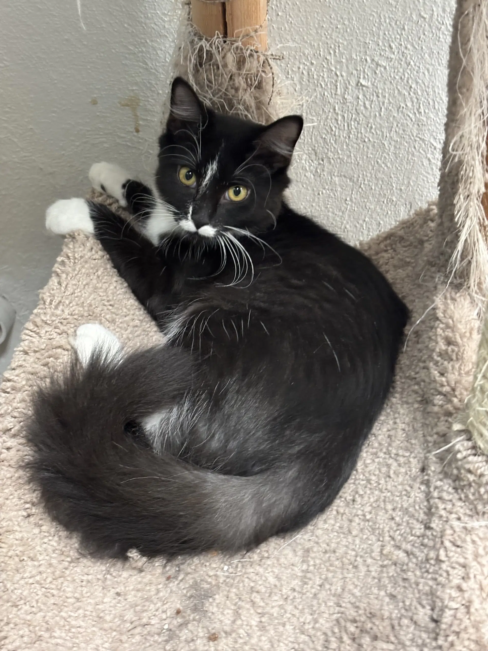 Amelia - Domestic Short Hair