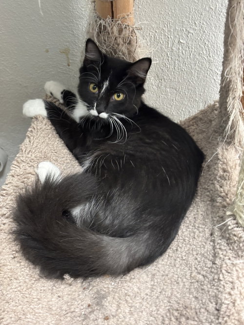 Amelia, a cat for adoption from Street Paws