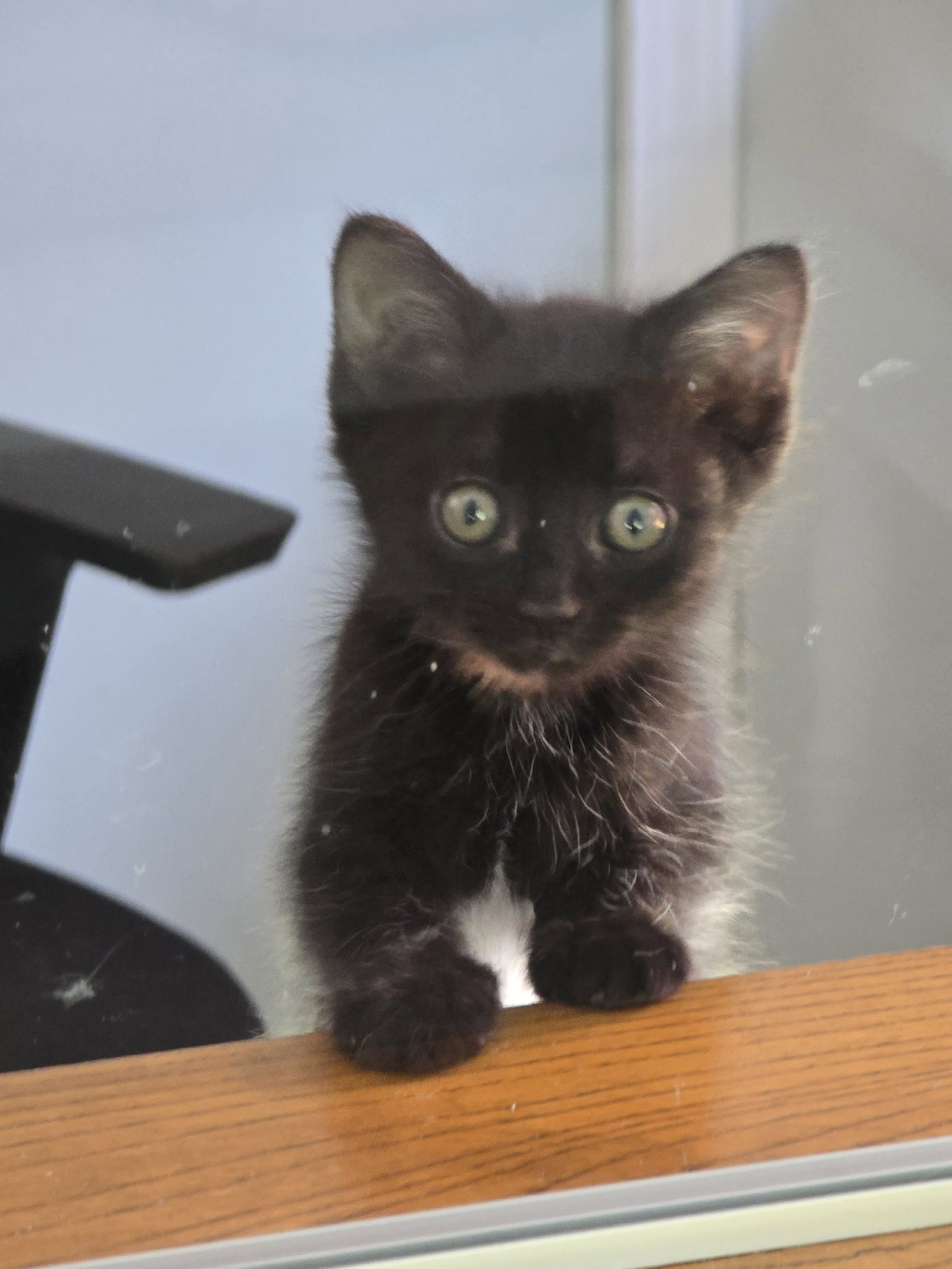 Sue Boy, Domestic Short Hair