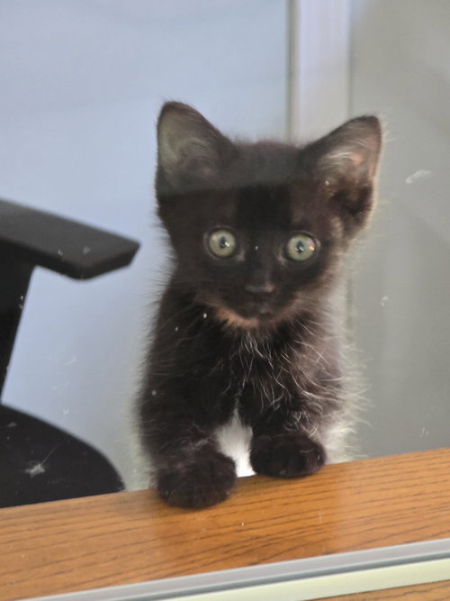 Sue Boy, a cat for adoption from Street Paws