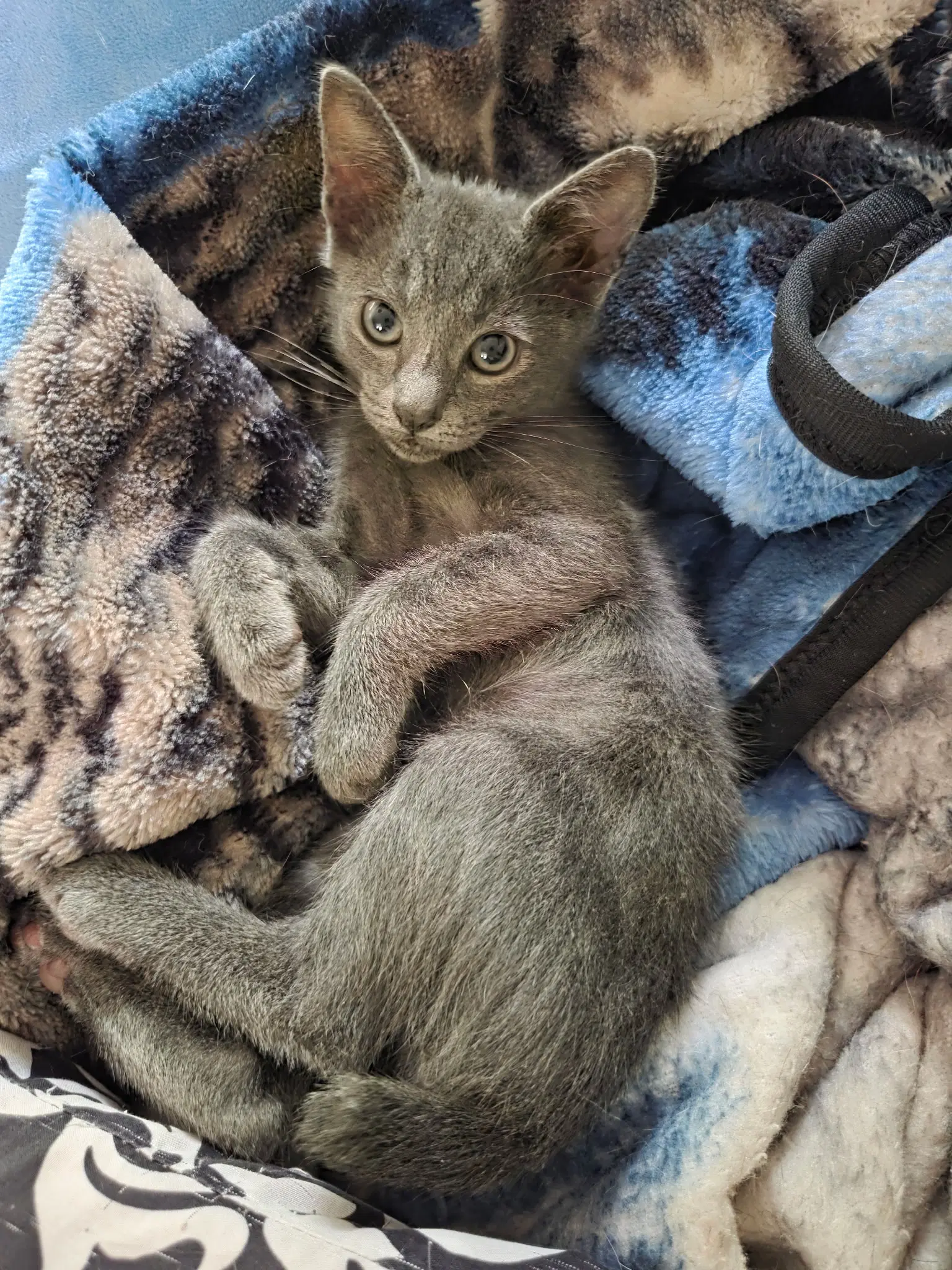 Tippi - Domestic Short Hair