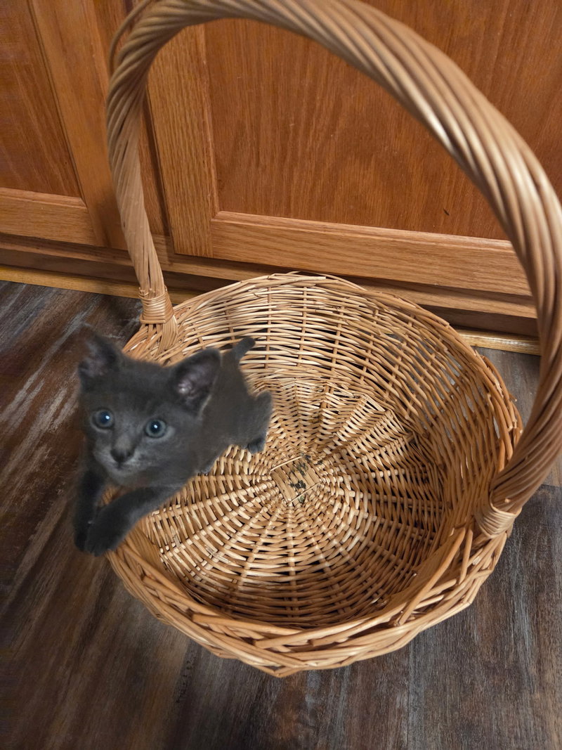 Tippi, photo 2