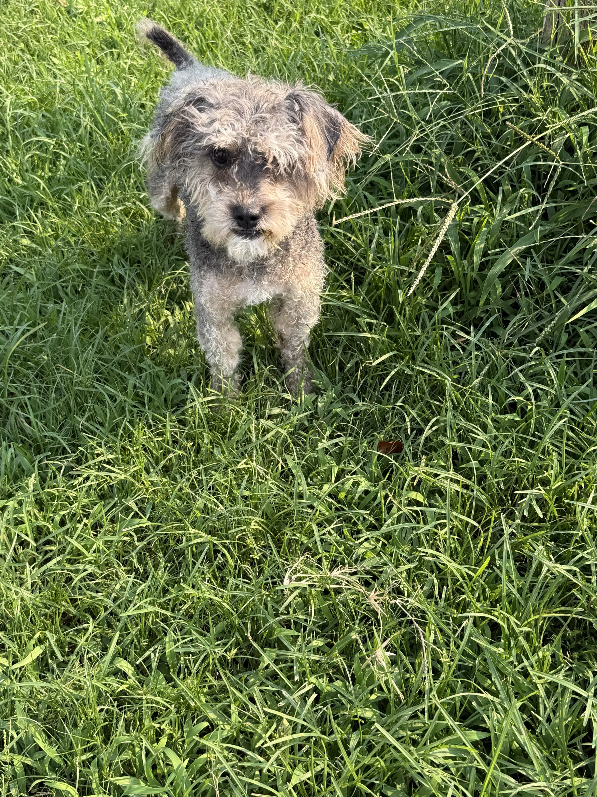 Bally - Cchs - Schnauzer