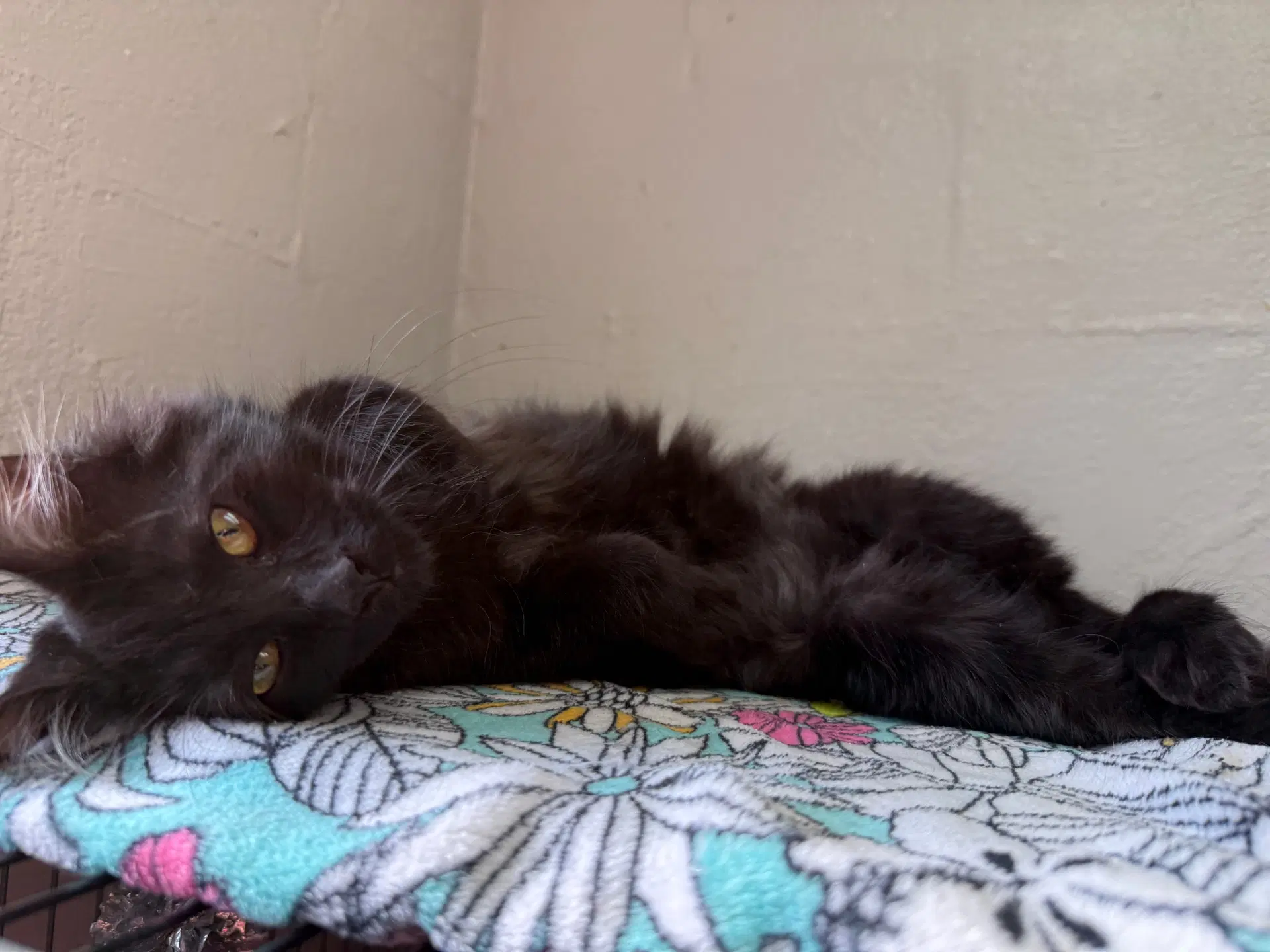 Roman - Cchs - Domestic Medium Hair