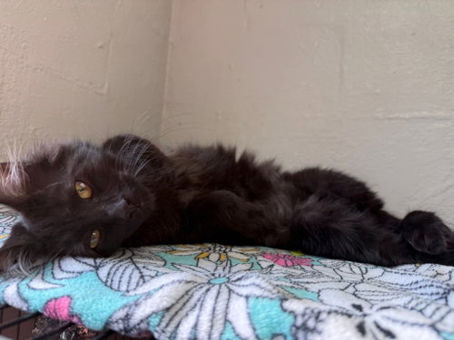 Roman, a cat for adoption from Street Paws