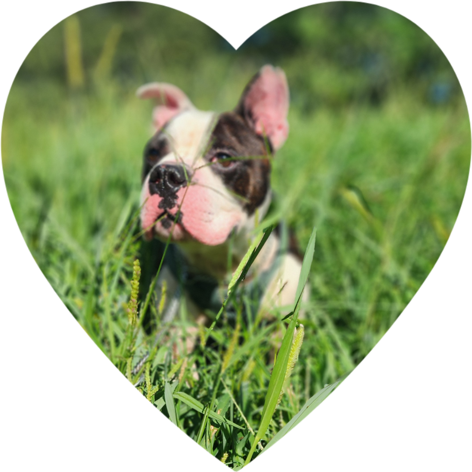 Wilbur