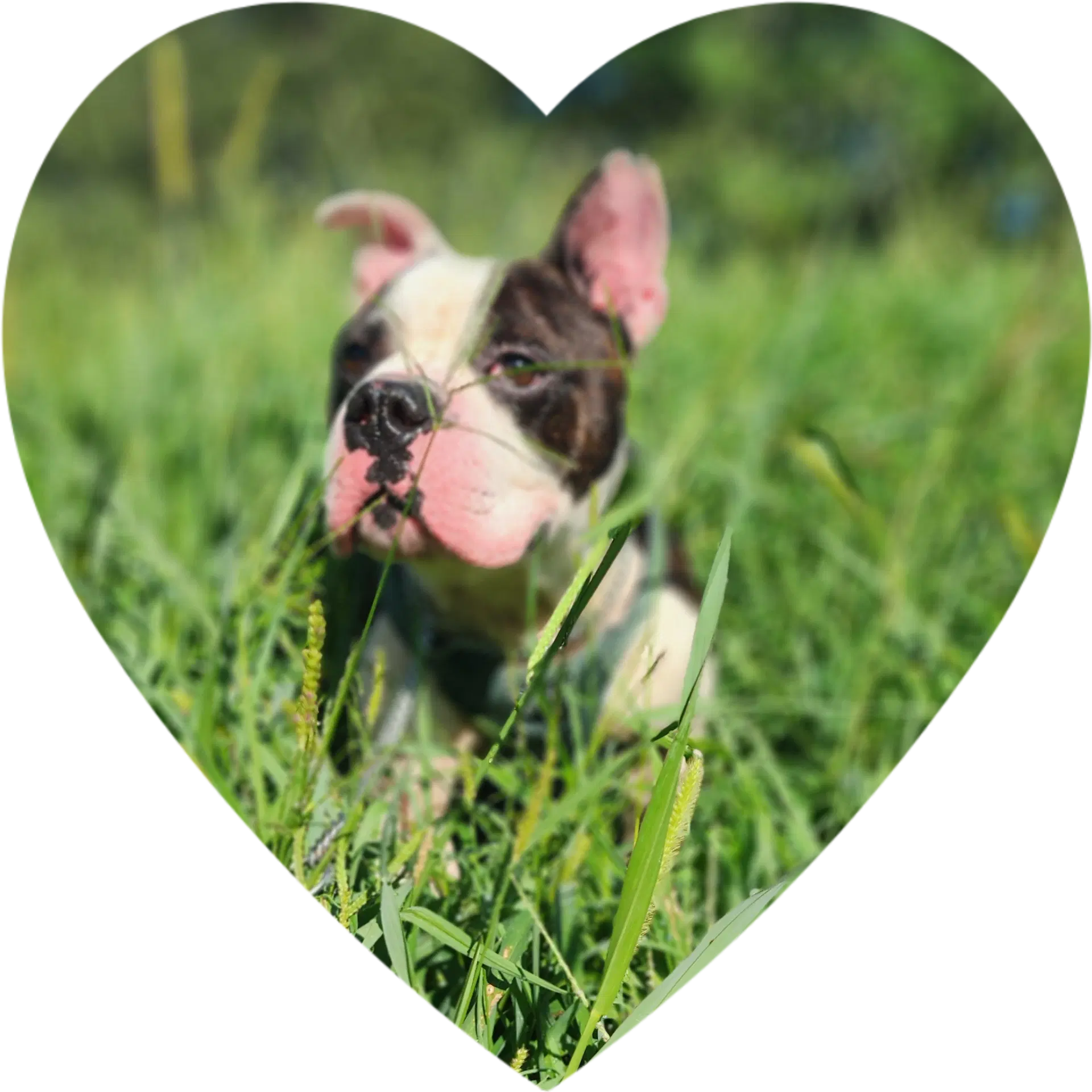 Wilbur - Cchs - Boston Terrier