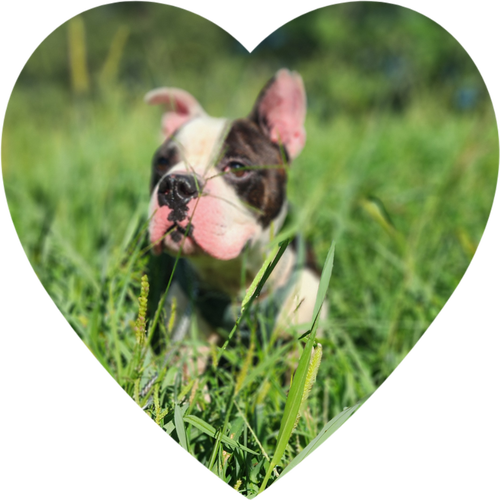 Wilbur
