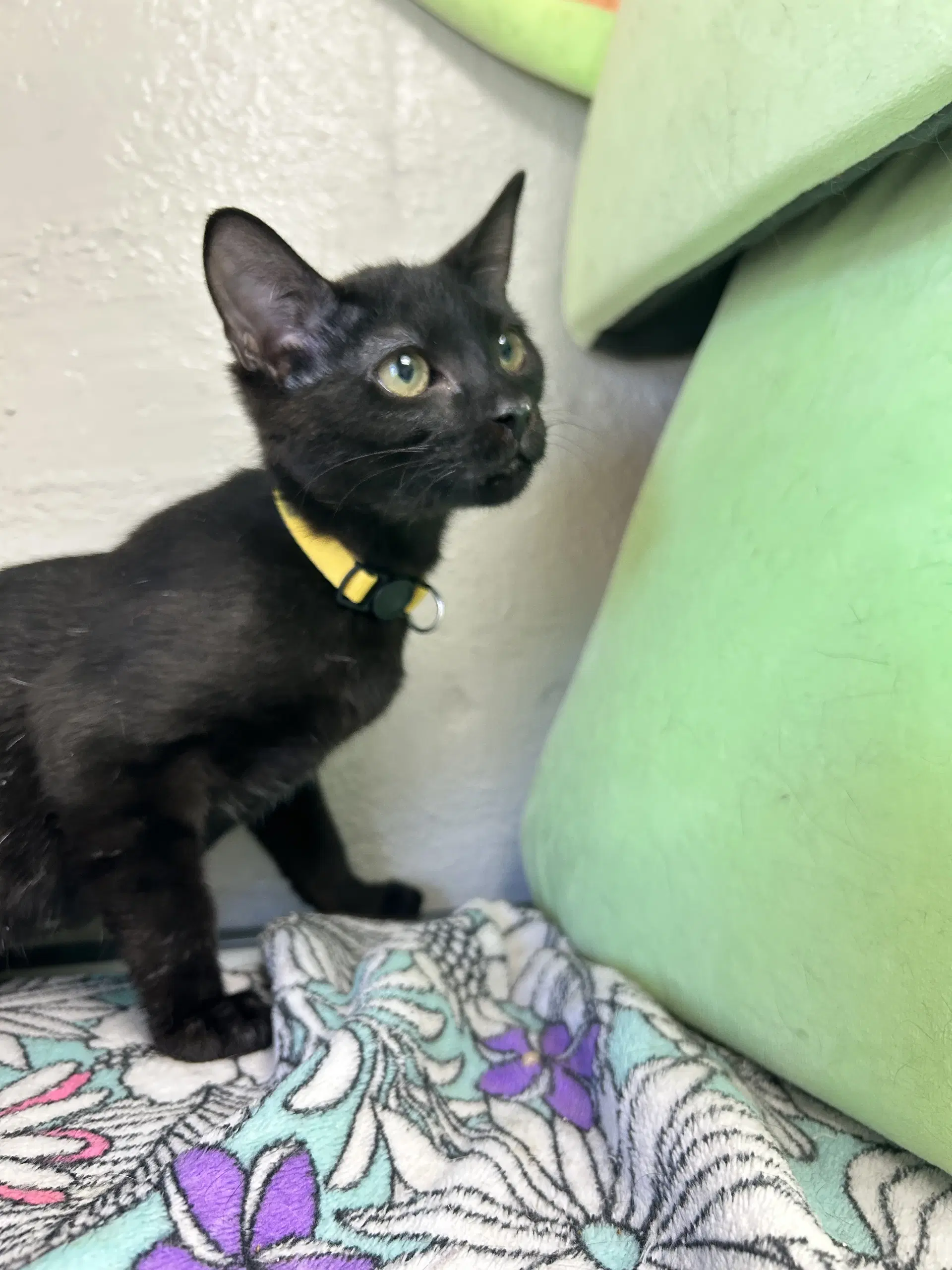 Kuro - Domestic Short Hair