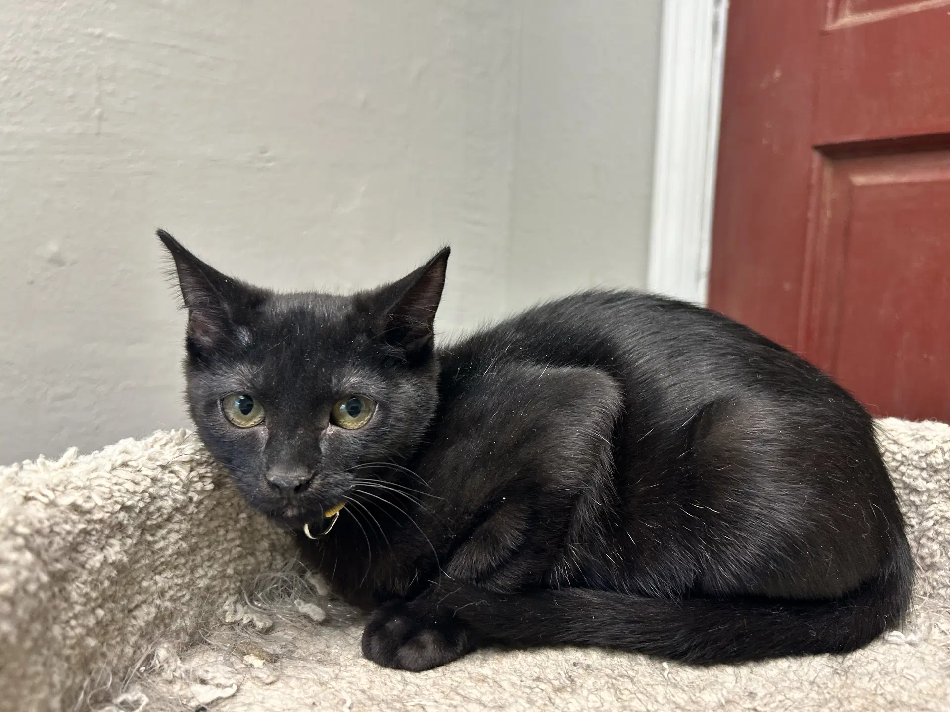 Kuro image 2