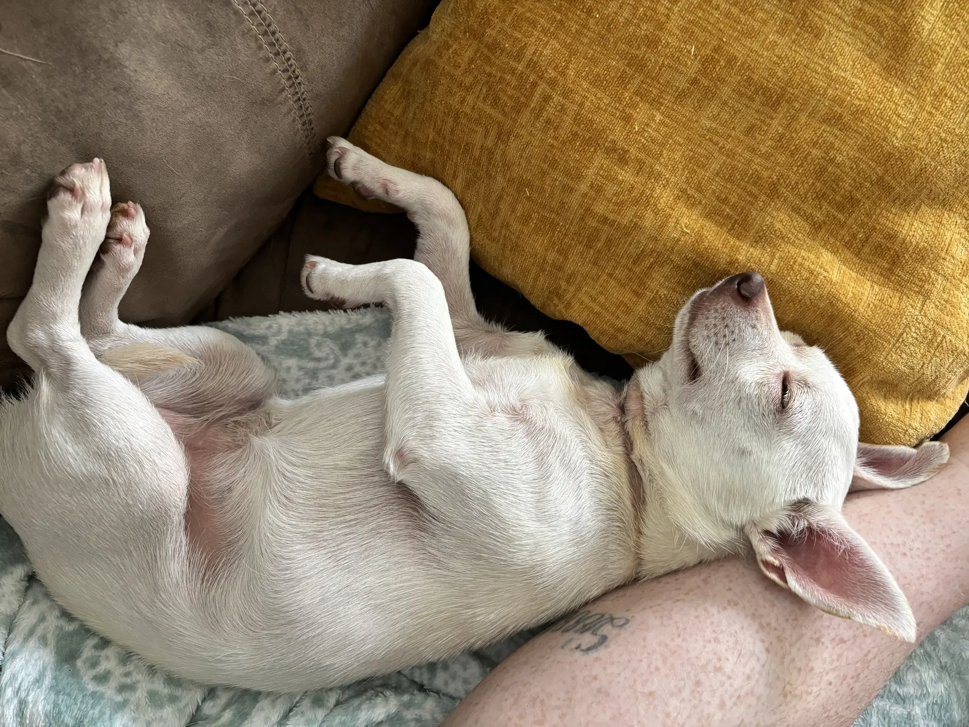 Sugar - Chihuahua