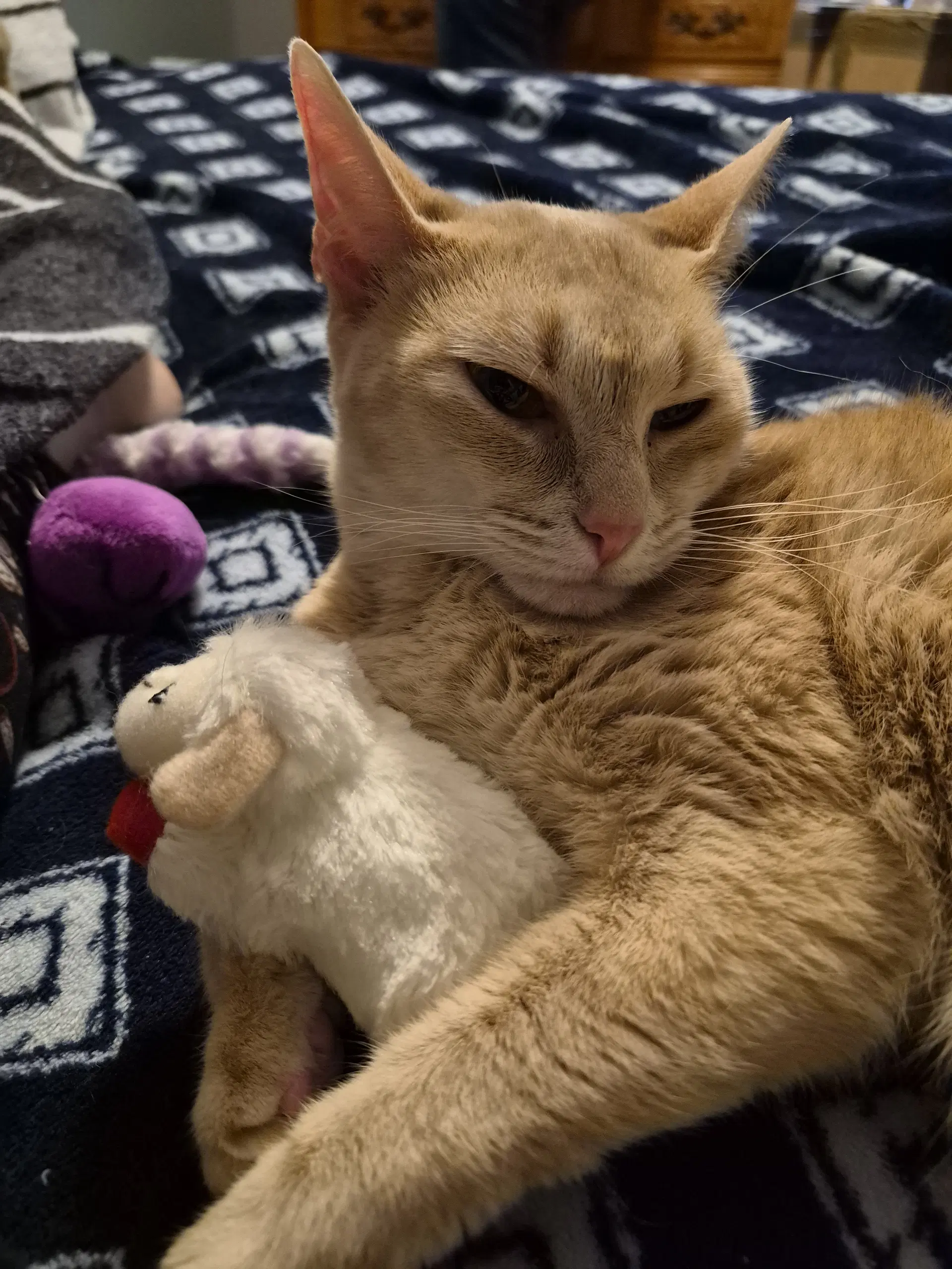 Winifred - Domestic Short Hair