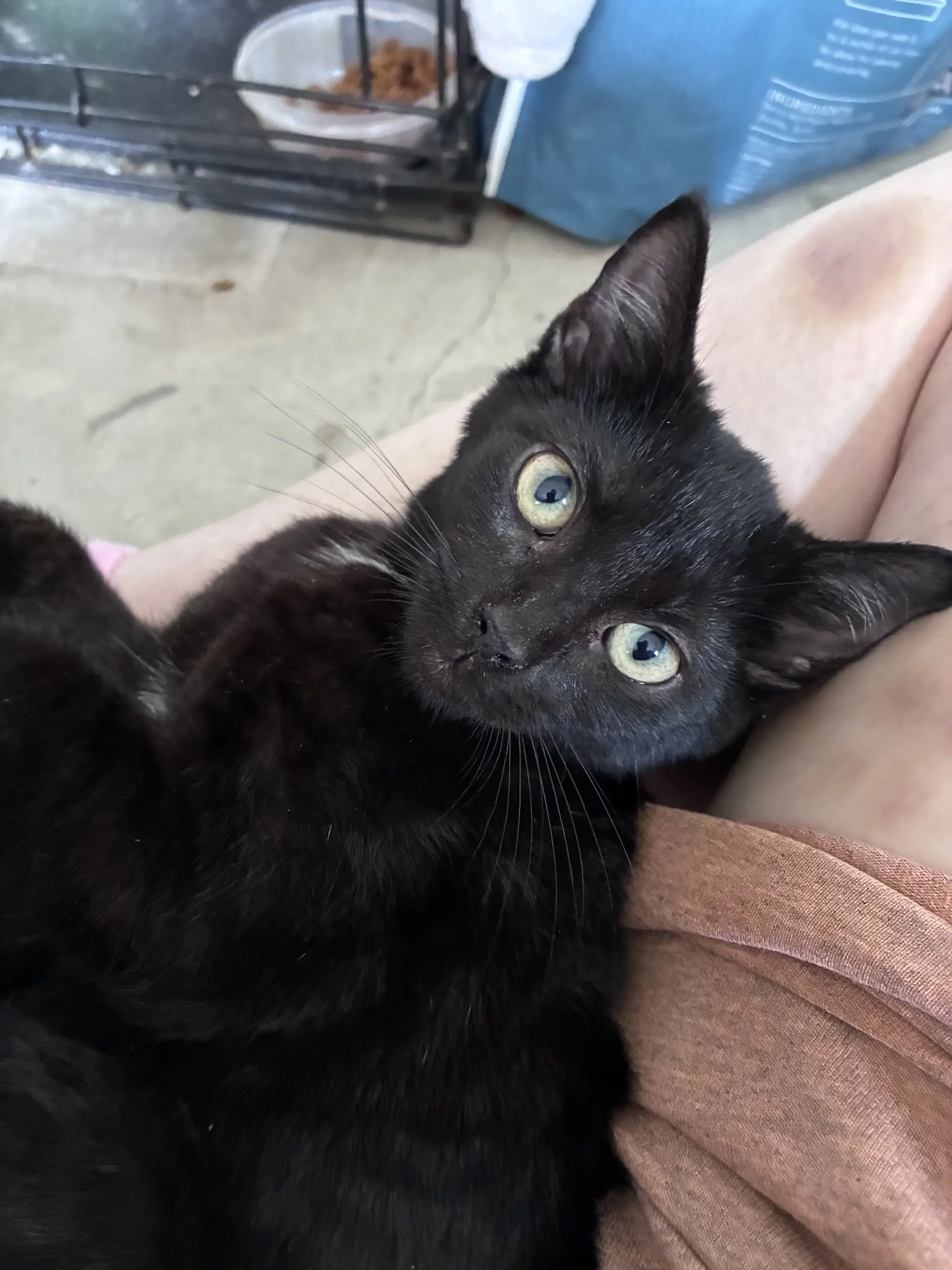 Underoos - Domestic Short Hair