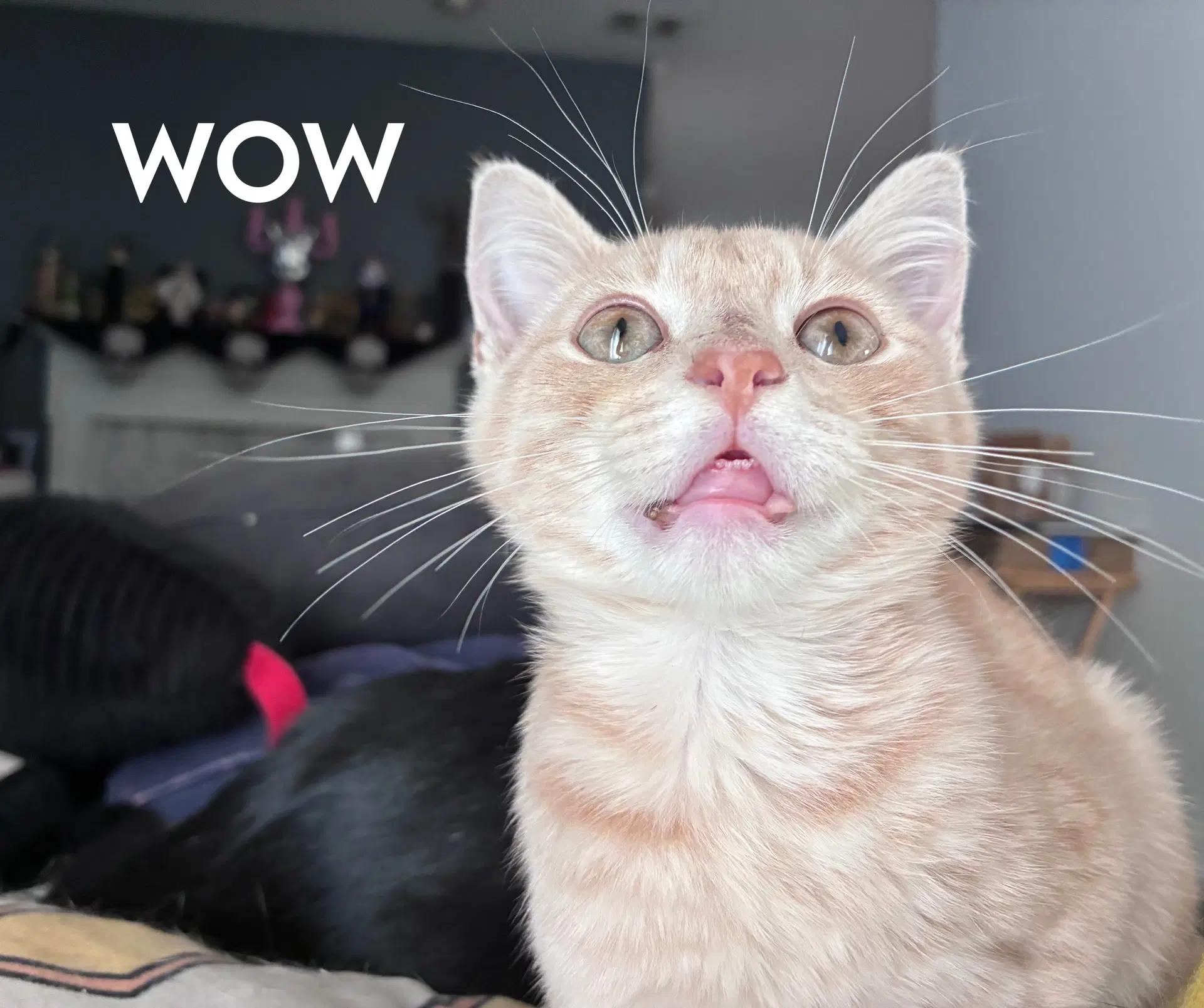 Jammie Dodgers - Domestic Short Hair