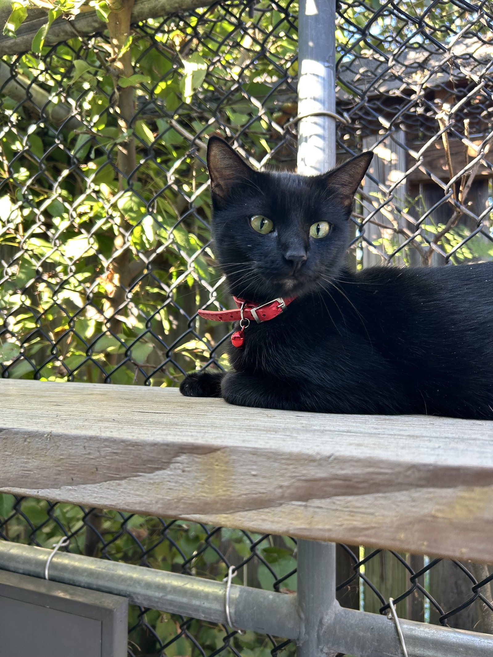 Salem, photo 2