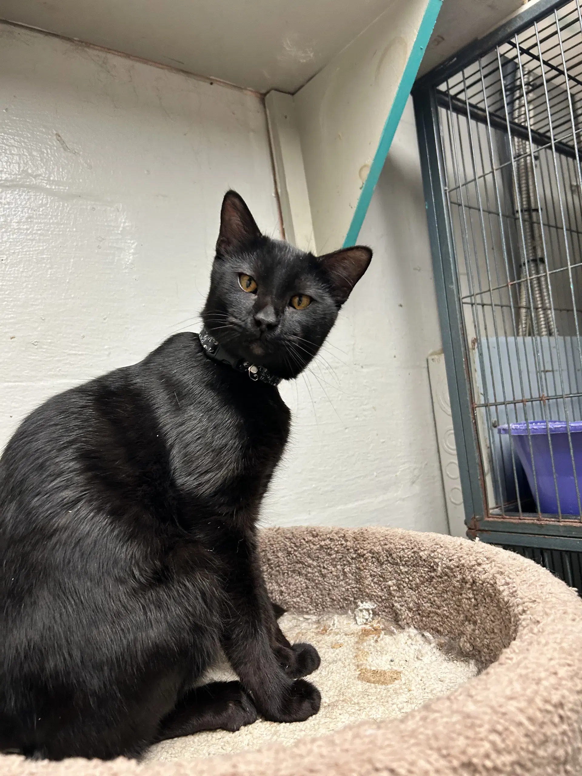 Phantom - Domestic Short Hair