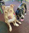 Debo - Photo 15