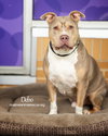 Debo - Photo 14
