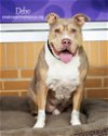 adoptable Dog in bellmawr, NJ named Debo