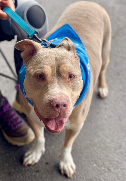 picture of the dog needing adoption