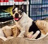 adoptable Dog in bellmawr, NJ named Lolly