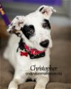 adoptable Dog in bellmawr, NJ named Christopher