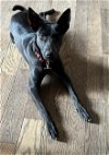 adoptable Dog in bellmawr, NJ named Sage