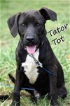 adoptable Dog in bellmawr, NJ named Tater Tot