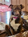 adoptable Dog in bellmawr, NJ named Callie