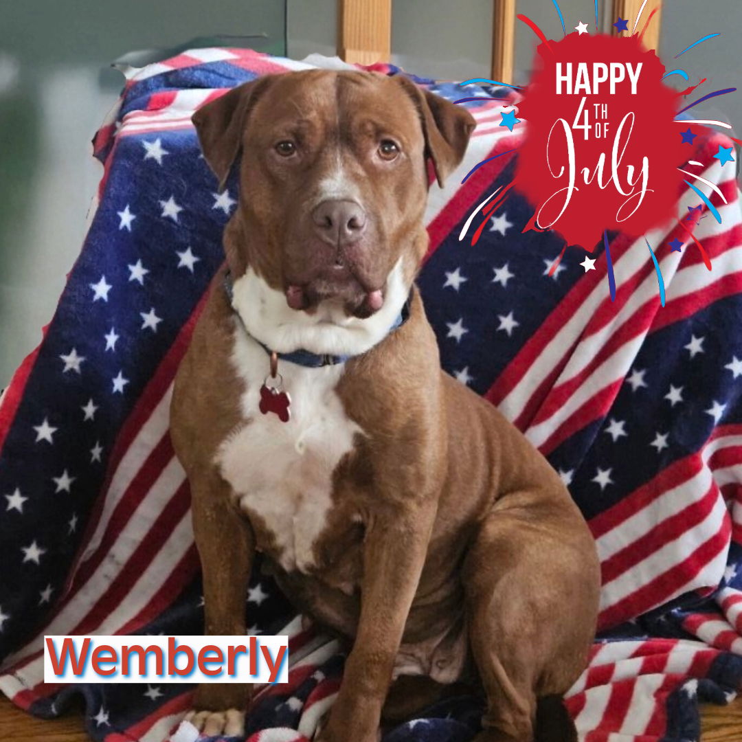 adoptable Dog in Mount Laurel, NJ named Wemberly