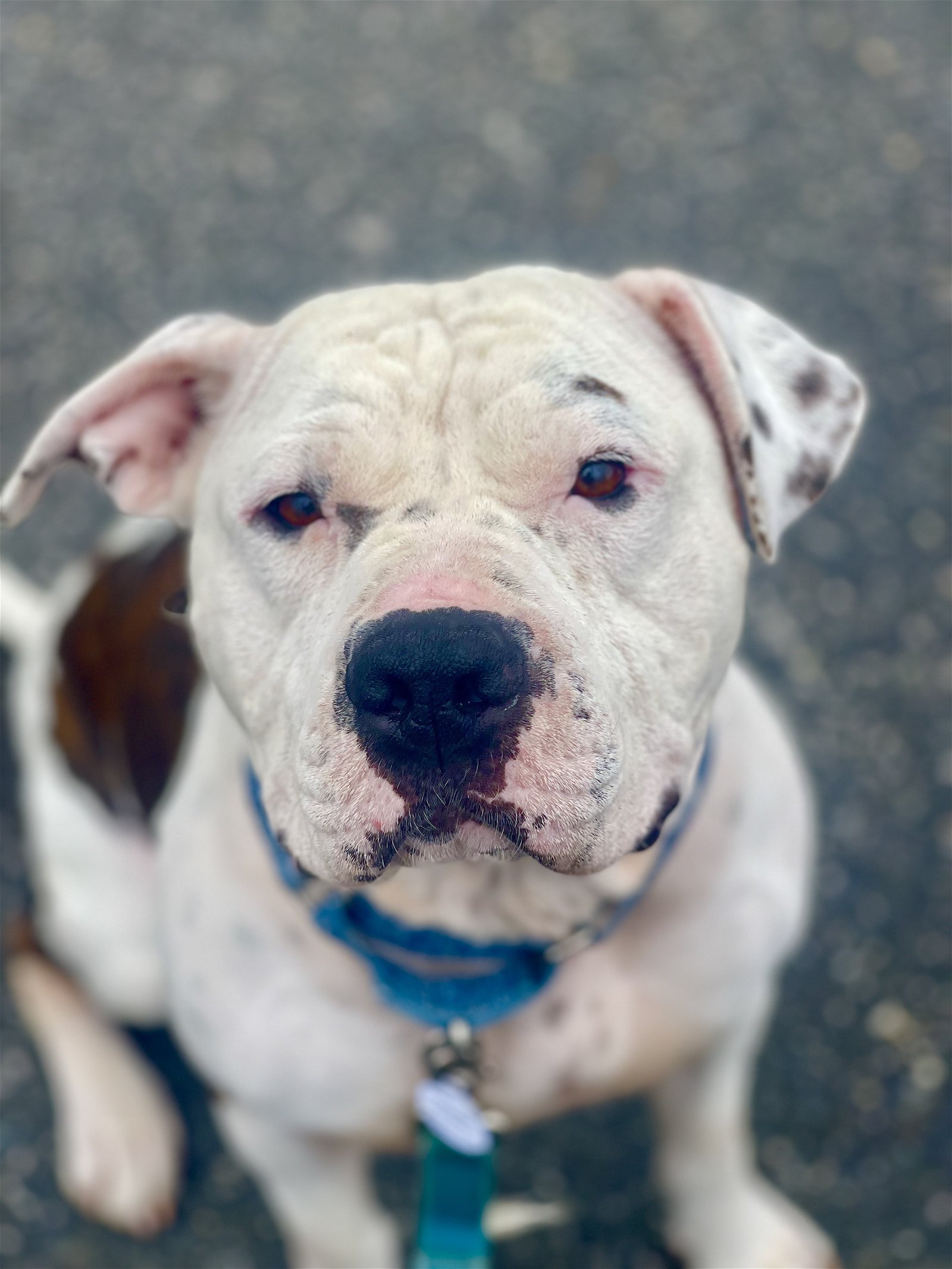 adoptable Dog in Bellmawr, NJ named Dunny (Dunbar)