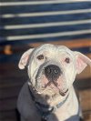 adoptable Dog in bellmawr, NJ named Dunny (Dunbar)