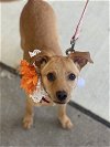 adoptable Dog in bellmawr, NJ named Bella