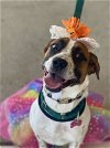 adoptable Dog in , NJ named Jersey