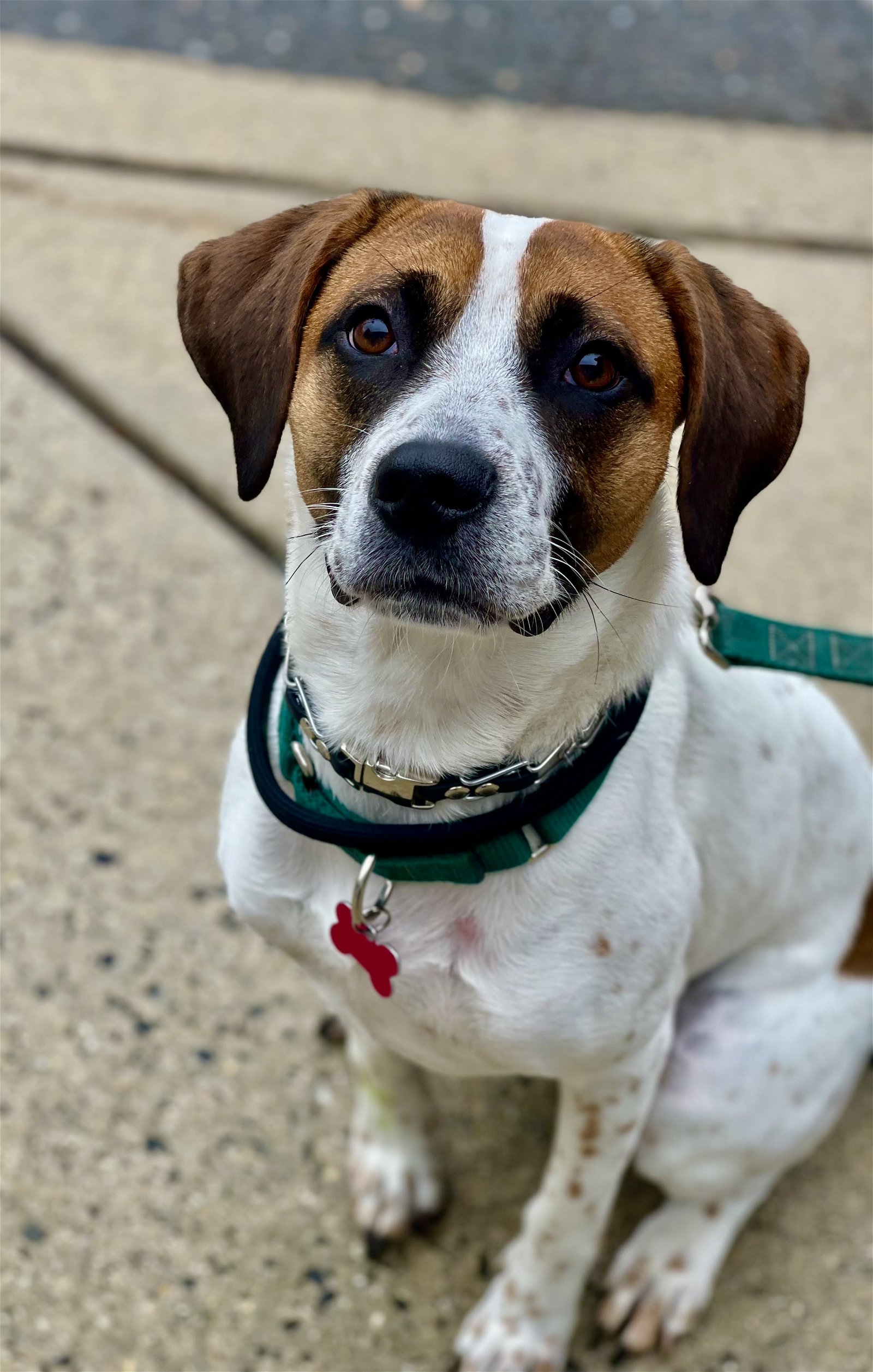 adoptable Dog in Bellmawr, NJ named Jersey
