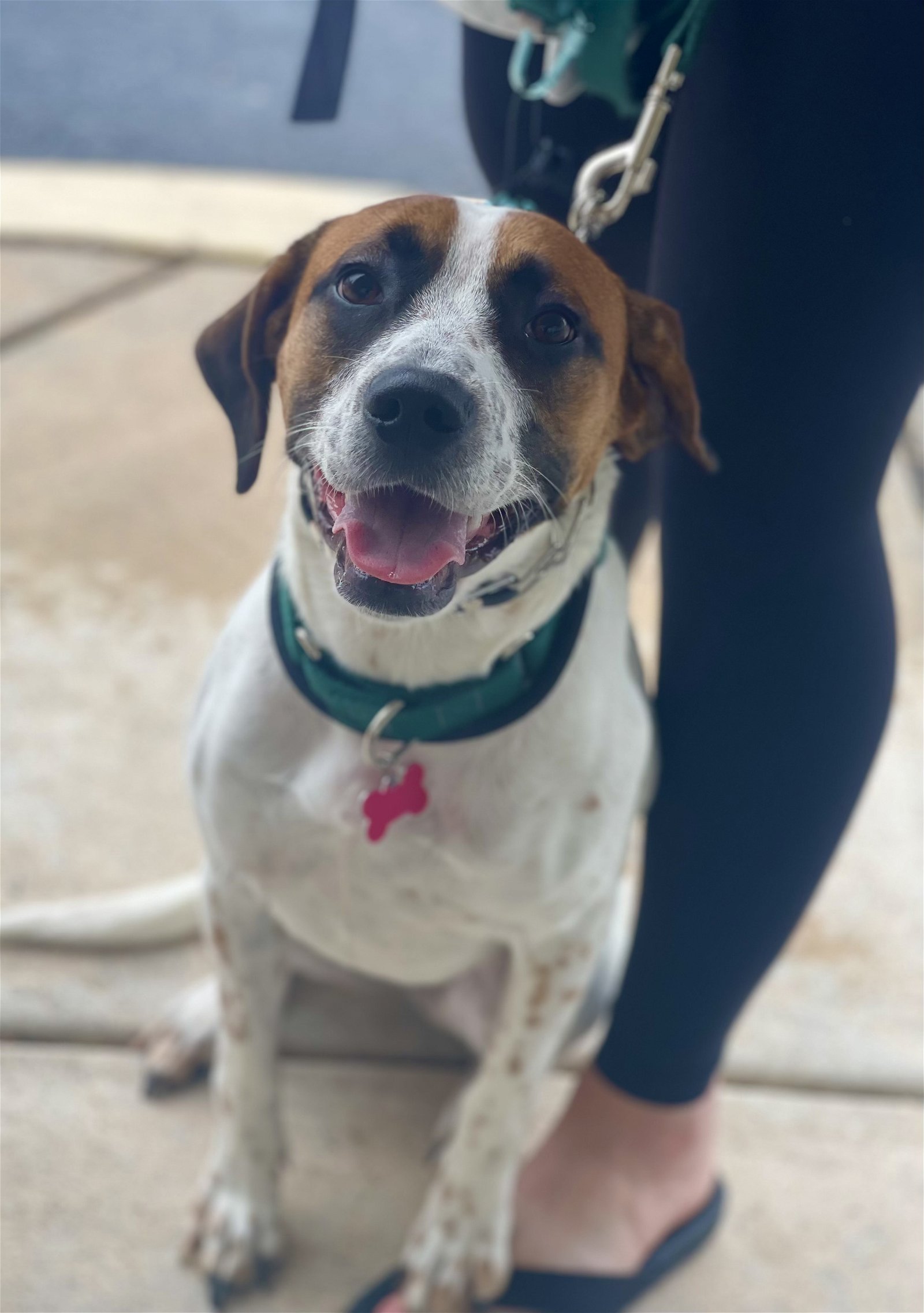 adoptable Dog in Bellmawr, NJ named Jersey